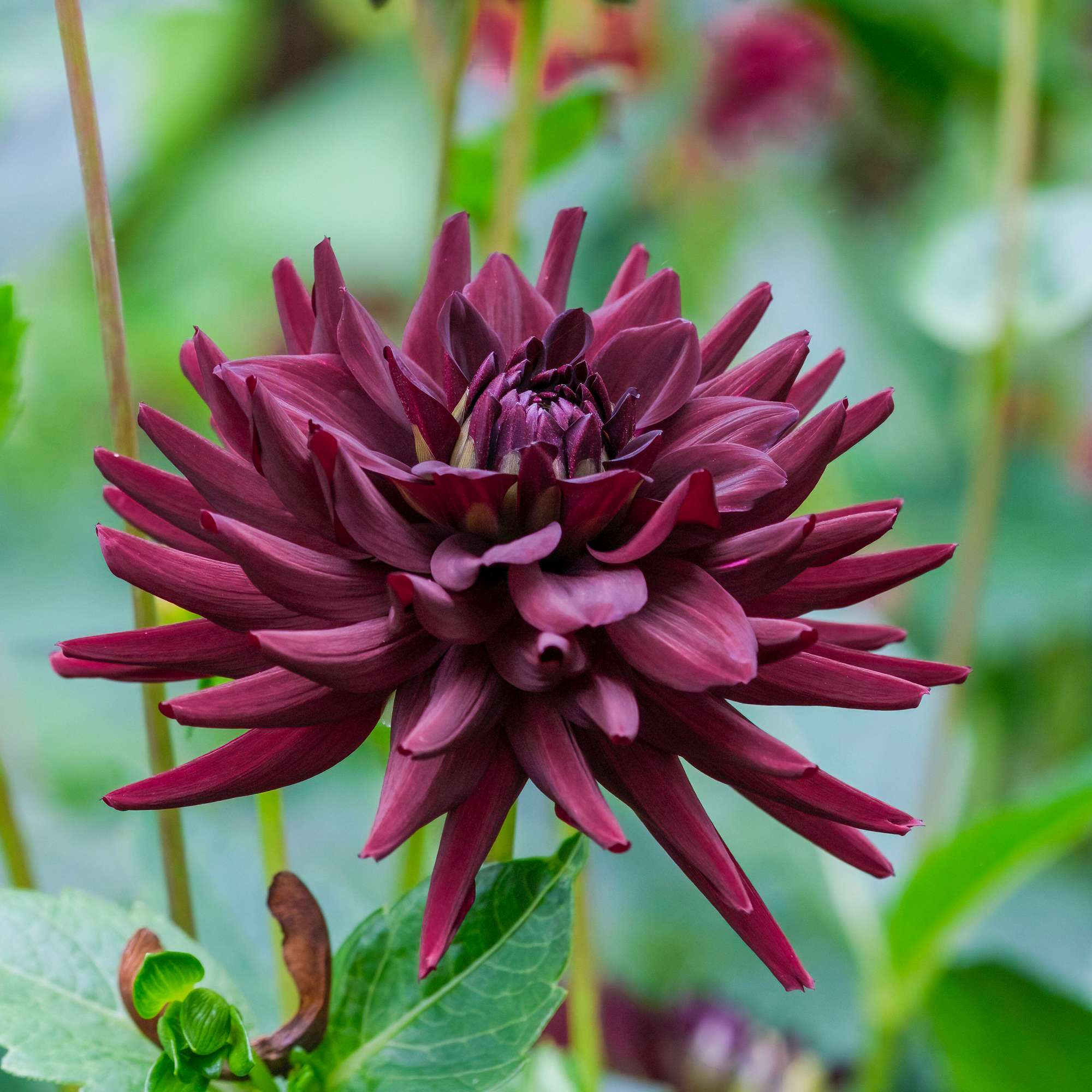 Dahlia 'Tamburo'